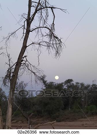 Silhouette of dried tree in Kenya Africa View Large Photo Image Stock Photograph - Silhouette of dried tree in Kenya Africa. Fotosearch