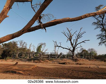 Silhouette of dried tree in Kenya Africa View Large Photo Image Stock Photograph - Silhouette of dried tree in Kenya Africa. Fotosearch
