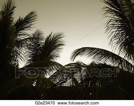 Silhouette of Tropical leaves. View Large Photo Image Stock Image - Silhouette of Tropical leaves.. Fotosearch