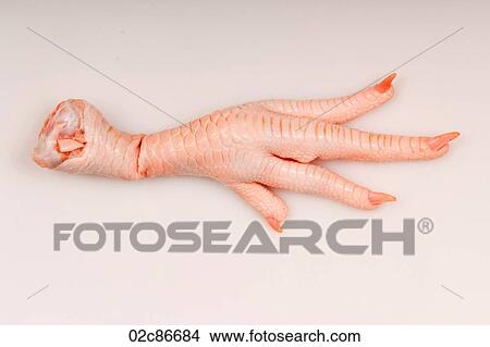 Single chicken foot on white. View Large Photo Image Picture - Single chicken foot on white.. Fotosearch
