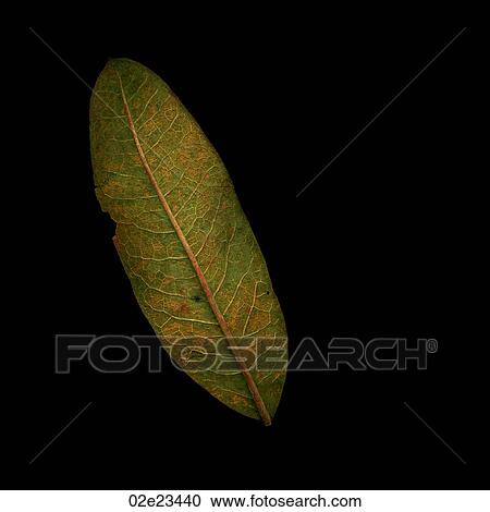 Single leaf scanned on black. View Large Photo Image Stock Image - Single leaf scanned on black.. Fotosearch
