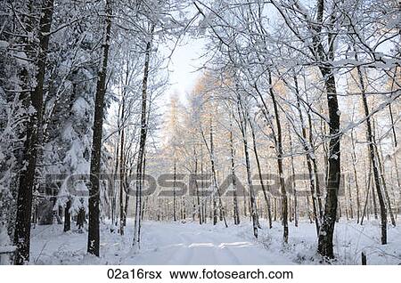 Snow covered woodland View Large Photo Image Stock Photo - Snow covered woodland. Fotosearch