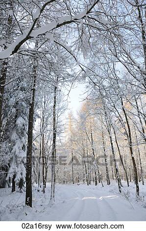 Stock Photo - Snow covered woodland. Fotosearch