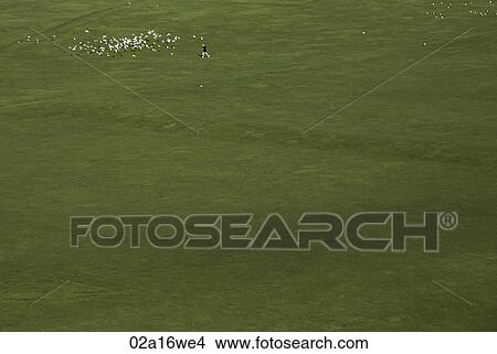 Solitary figure and flock of birds in Holyrood Park, Edinburgh, Scotland View Large Photo Image Picture - Solitary figure and flock of birds in Holyrood Park, Edinburgh, Scotland. Fotosearch