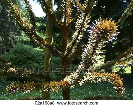 Spiked plant in the woods View Large Photo Image Stock Photo - Spiked plant in the woods. Fotosearch