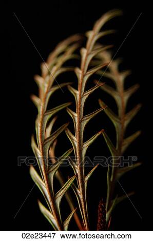 Spiky leaves on black. View Large Photo Image Stock Photo - Spiky leaves on black.. Fotosearch