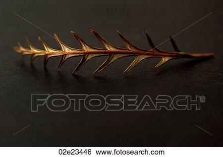 Spiky plant leaf on black surface. View Large Photo Image Stock Photograph - Spiky plant leaf on black surface.. Fotosearch