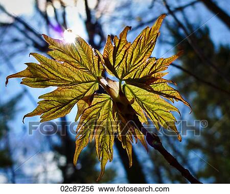 Sprouting spring maple leaves. View Large Photo Image Stock Photograph - Sprouting spring maple leaves.. Fotosearch