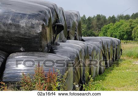 Picture - Stored and wrapped hay bales. Fotosearch
