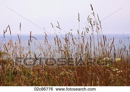 Summer grasses at the beach. View Large Photo Image Stock Photograph - Summer grasses at the beach.. Fotosearch