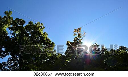 Sun beaming through canopied foliage. View Large Photo Image Stock Photo - Sun beaming through canopied foliage.. Fotosearch