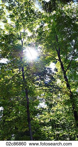 Stock Image - Sun rays peeking through forest trees.. Fotosearch