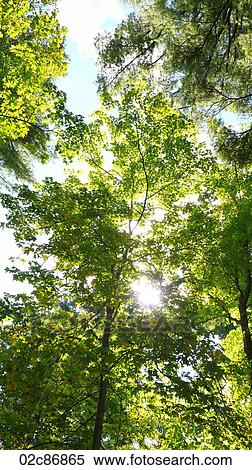 Stock Photography - Sunburst breaking through forrest trees.. Fotosearch