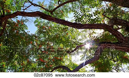 Stock Photography - Sunburst through tropical trees.. Fotosearch