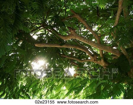 Stock Photography - Sunlight shining through tropical trees.. Fotosearch