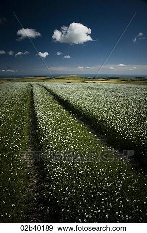 Stock Photo - Sunny Sussex Fields. Fotosearch