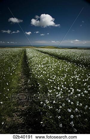 Stock Image - Sussex Fields. Fotosearch