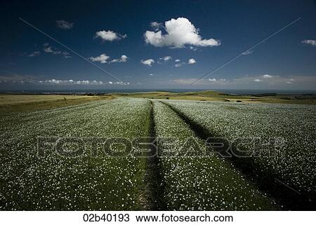 Stock Image - Sussex Fields. Fotosearch
