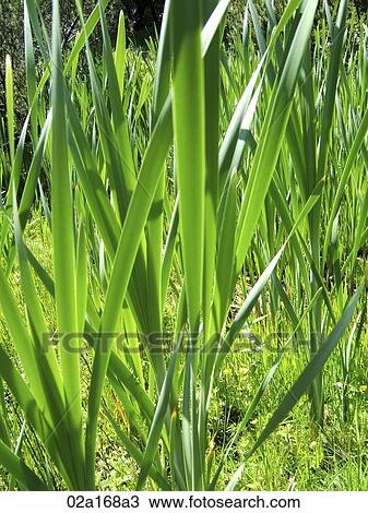 Stock Image - Tall green grass. Fotosearch