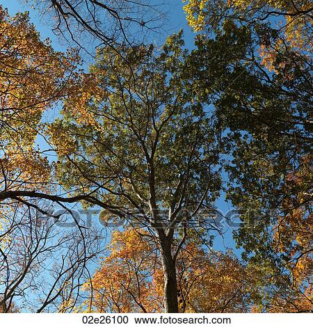 Tall trees in a forest. View Large Photo Image Stock Image - Tall trees in a forest. . Fotosearch