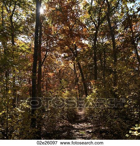 Tall trees in a forest. View Large Photo Image Stock Photo - Tall trees in a forest. . Fotosearch