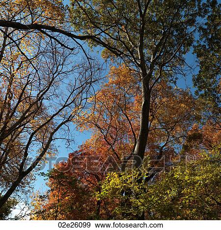 Tall trees in a forest. View Large Photo Image Stock Photo - Tall trees in a forest. . Fotosearch