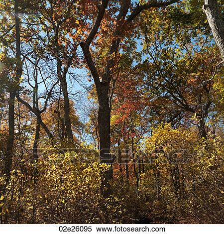 Tall trees in a forest. View Large Photo Image Stock Photography - Tall trees in a forest. . Fotosearch