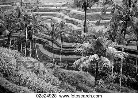 Terraced farmland in Bali View Large Photo Image Stock Photo - Terraced farmland in Bali. Fotosearch