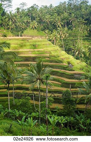 Stock Photograph - Terraced farmland in Bali. Fotosearch