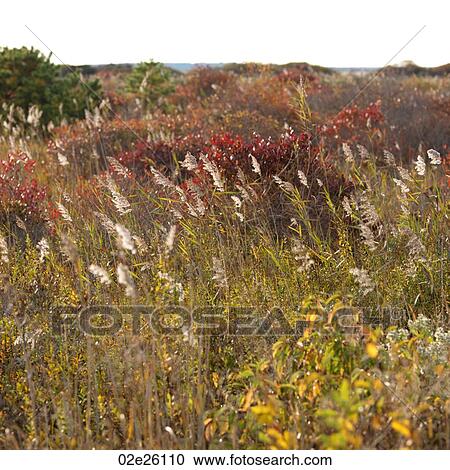 The Walking Dunes, Montauk, NY View Large Photo Image Stock Image - The Walking Dunes, Montauk, NY. Fotosearch