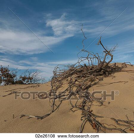 The Walking Dunes, Montauk, NY View Large Photo Image Stock Photo - The Walking Dunes, Montauk, NY. Fotosearch