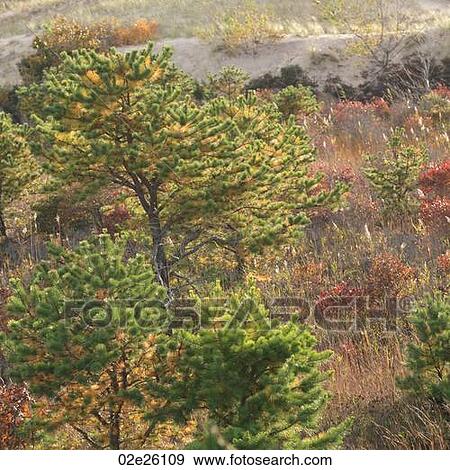 The Walking Dunes, Montauk, NY View Large Photo Image Stock Photo - The Walking Dunes, Montauk, NY. Fotosearch