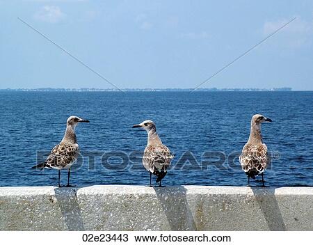 Three seagulls sitting on railing. View Large Photo Image Stock Image - Three seagulls sitting on railing.. Fotosearch