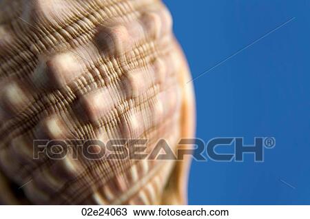 Tight detail of seashell on blue. View Large Photo Image Stock Image - Tight detail of seashell on blue.. Fotosearch