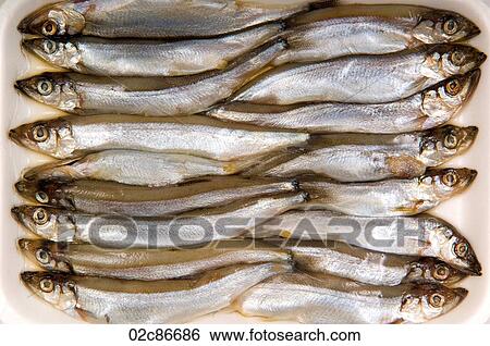 Tray of dead sardine fish. View Large Photo Image Stock Photograph - Tray of dead sardine fish.. Fotosearch
