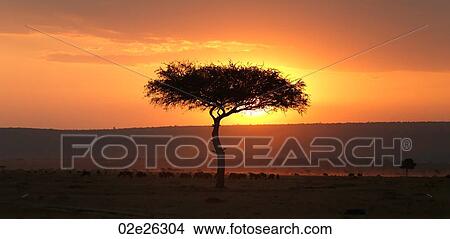 Picture - Tree at sunset in Kenya Africa. Fotosearch