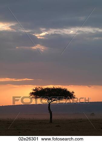 Tree at sunset in Kenya Africa View Large Photo Image Stock Image - Tree at sunset in Kenya Africa. Fotosearch