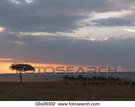 Tree at sunset in Kenya Africa View Large Photo Image Stock Image - Tree at sunset in Kenya Africa. Fotosearch