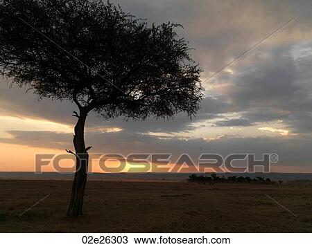 Tree at sunset in Kenya Africa View Large Photo Image Stock Image - Tree at sunset in Kenya Africa. Fotosearch