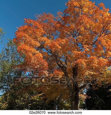 Stock Image - Tree in autumn . Fotosearch