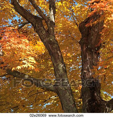 Tree in autumn View Large Photo Image Stock Photo - Tree in autumn . Fotosearch