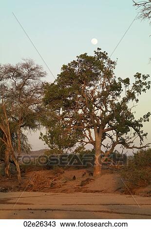 Tree in Kenya Africa View Large Photo Image Stock Image - Tree in Kenya Africa. Fotosearch