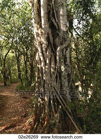 Tree in Kenya forest View Large Photo Image Stock Photo - Tree in Kenya forest. Fotosearch
