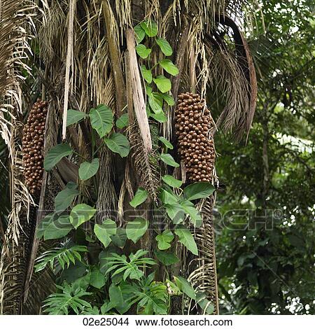 Tree in the rain forest. View Large Photo Image Picture - Tree in the rain forest. . Fotosearch