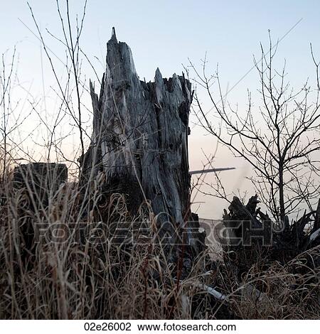 Tree stump in Gimli, Manitoba, Canada View Large Photo Image Stock Image - Tree stump in Gimli, Manitoba, Canada. Fotosearch