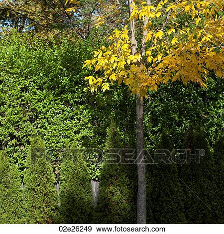 Tree surrounded by ferns. View Large Photo Image Stock Photo - Tree surrounded by ferns. . Fotosearch