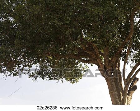 Tree top in Kenya Africa View Large Photo Image Stock Photograph - Tree top in Kenya Africa. Fotosearch