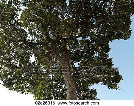 Tree top in Kenya Africa View Large Photo Image Stock Photography - Tree top in Kenya Africa. Fotosearch