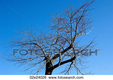 Tree with bare branches against blue sky. View Large Photo Image Stock Photograph - Tree with bare branches against blue sky.. Fotosearch