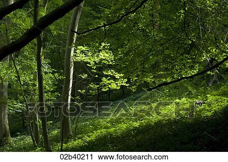 Stock Image - Trees in forest. Fotosearch